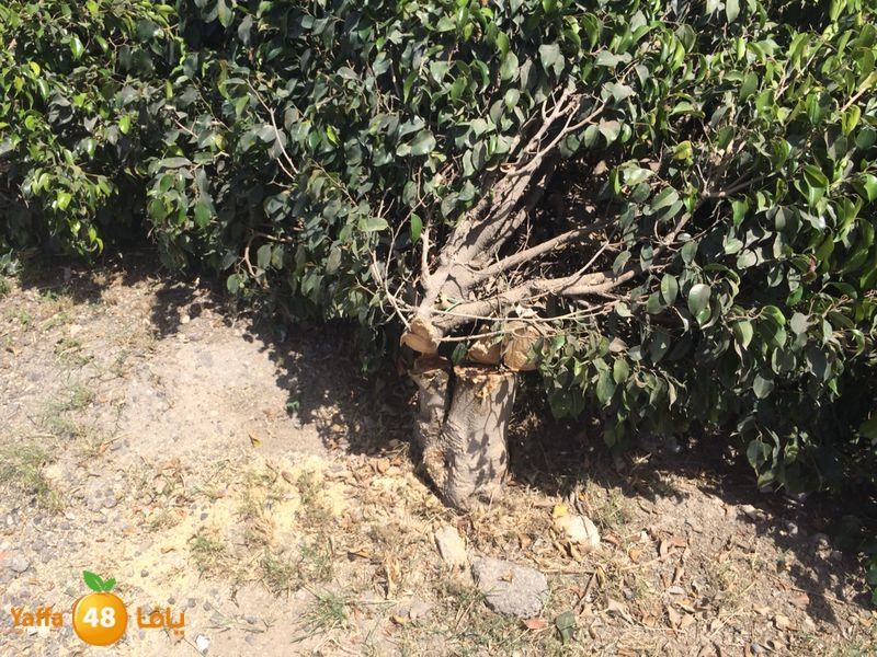 kenan 7ashouna 0503 (6).JPG